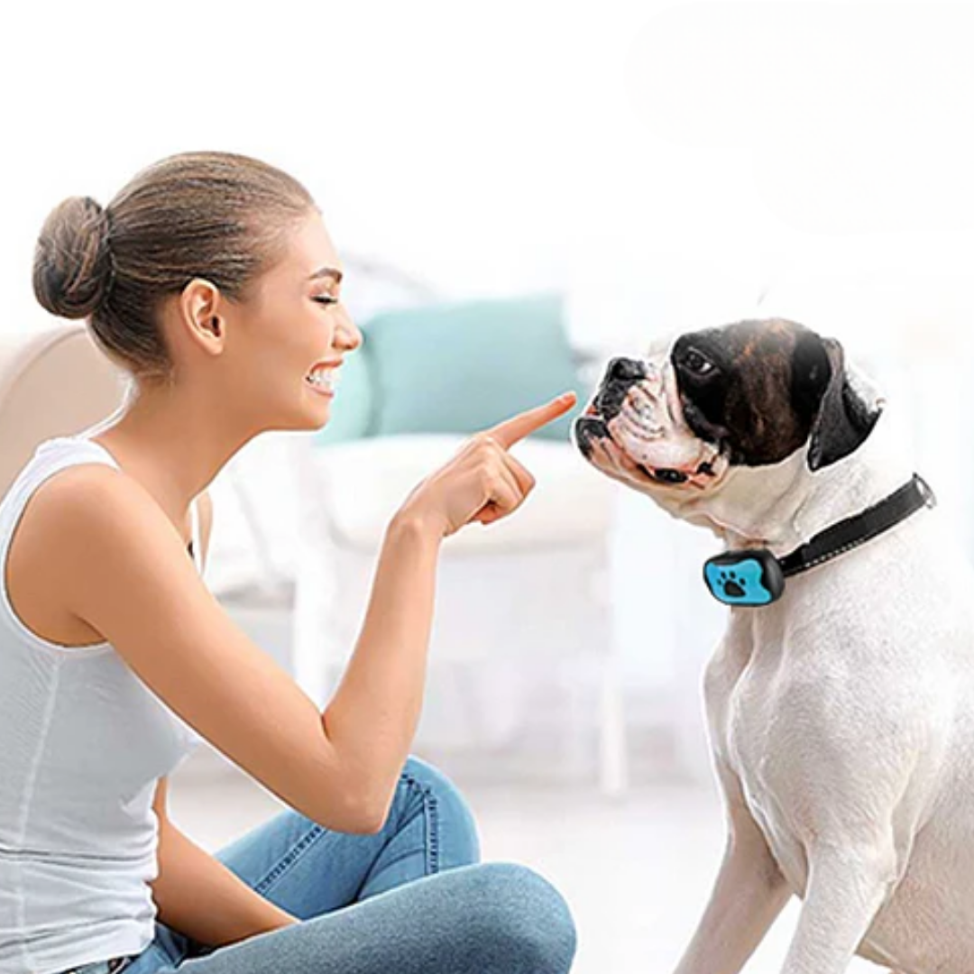 Éduquer en Douceur avec nos Colliers Canins